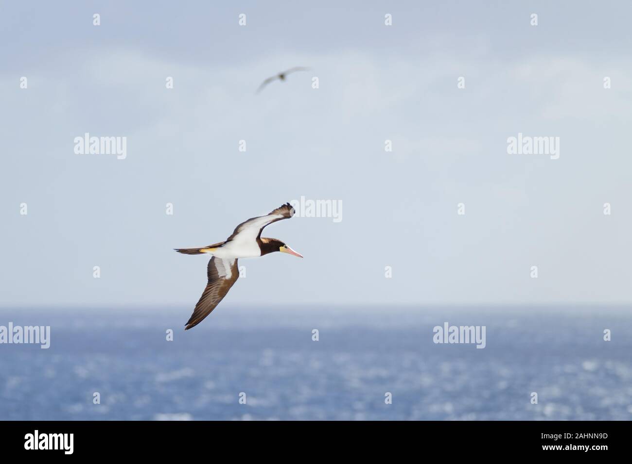 A Brown Booby, Sula leucogaster, flying over the Caribbean sea looking to feed on fish near the surface of the water Stock Photo