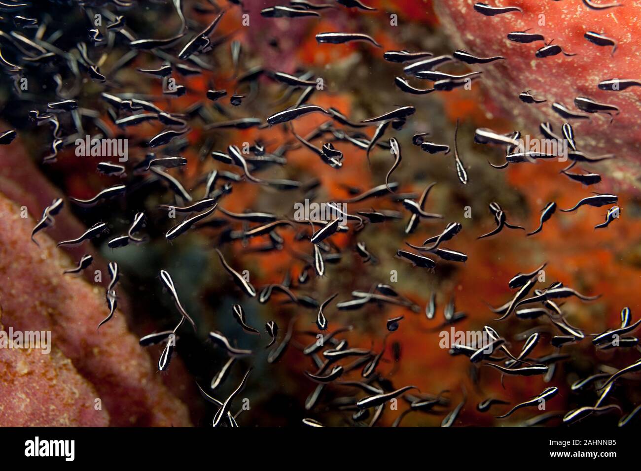 Juvenile Plotosus lineatus, common name striped eel catfish Stock Photo