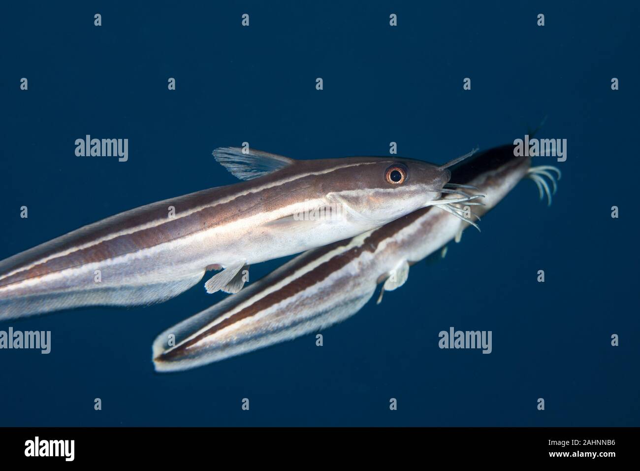 Plotosus lineatus, common name striped eel catfish Stock Photo