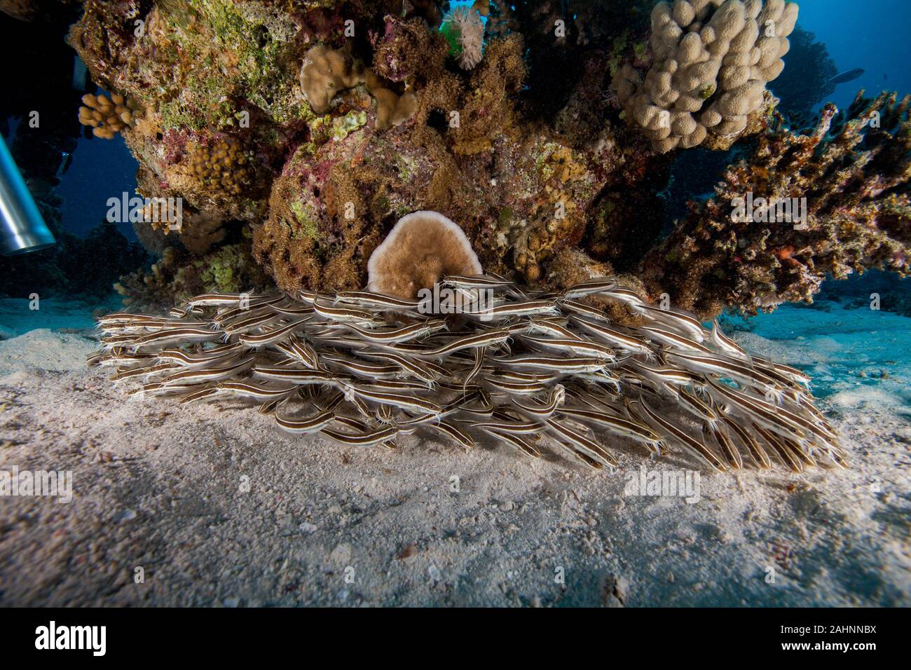 Plotosus lineatus, common name striped eel catfish Stock Photo