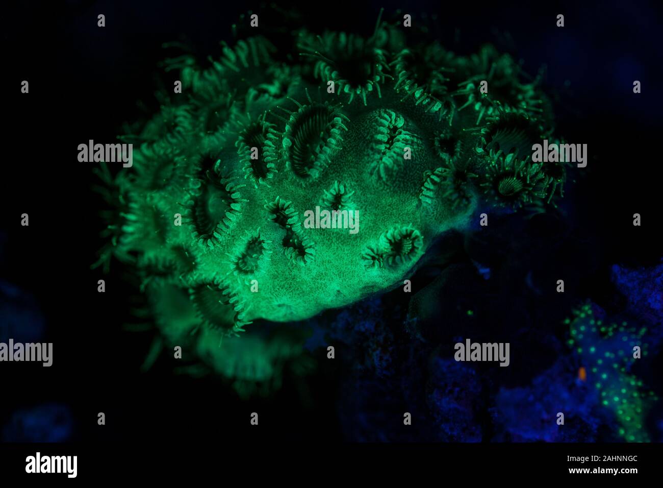 Fluorescence, Coral reefs are built from stony corals, which in turn consist of polyps for education in nature. Stock Photo
