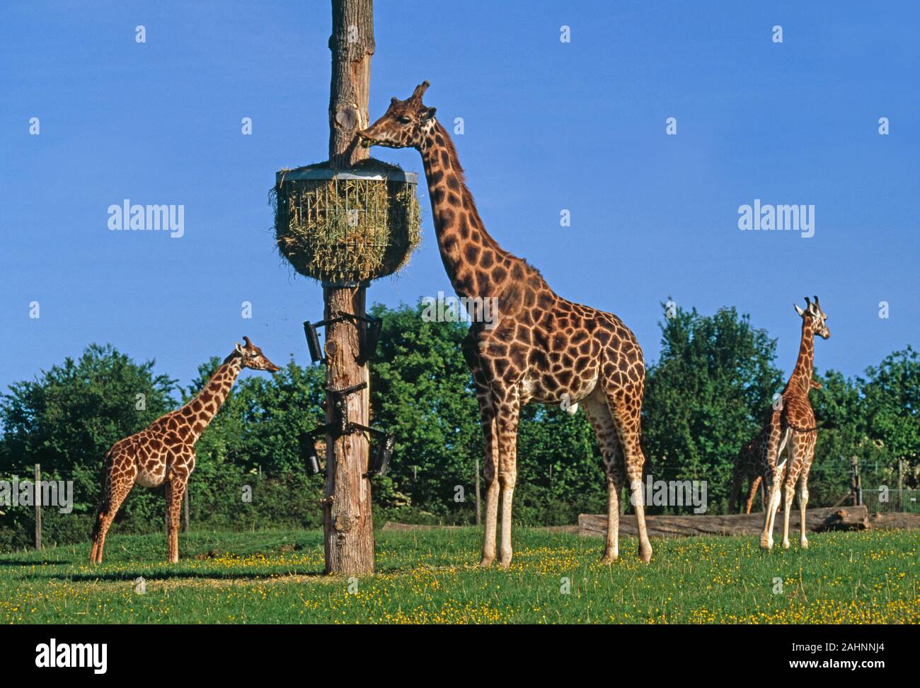 GIRAFFE feeding from elevated hay rack Giraffa camelopardalis Captive