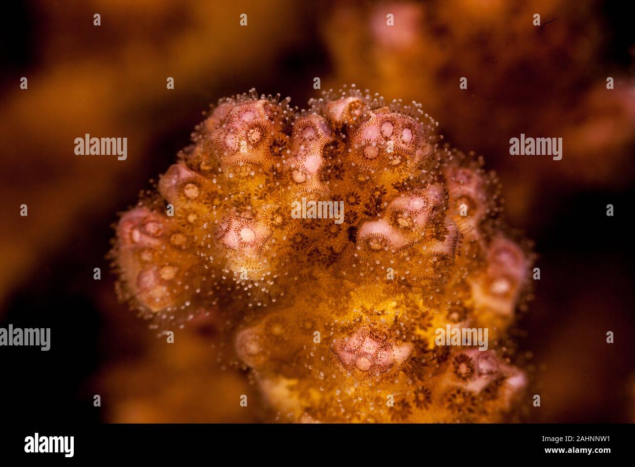 Stone coral main image 0