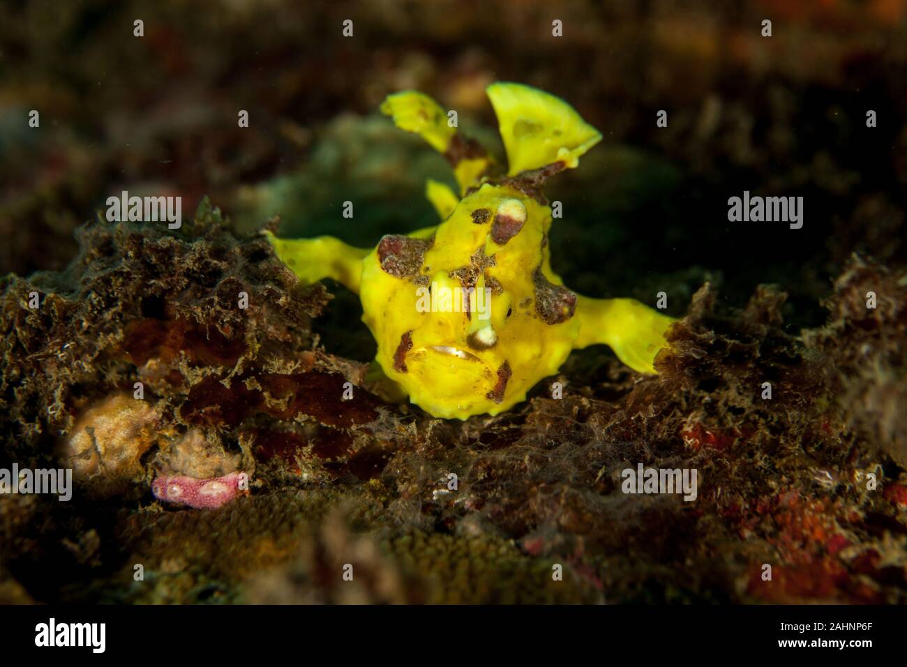 Yellow Warty frogfish (Clown frogfish) Antennarius maculatus Stock