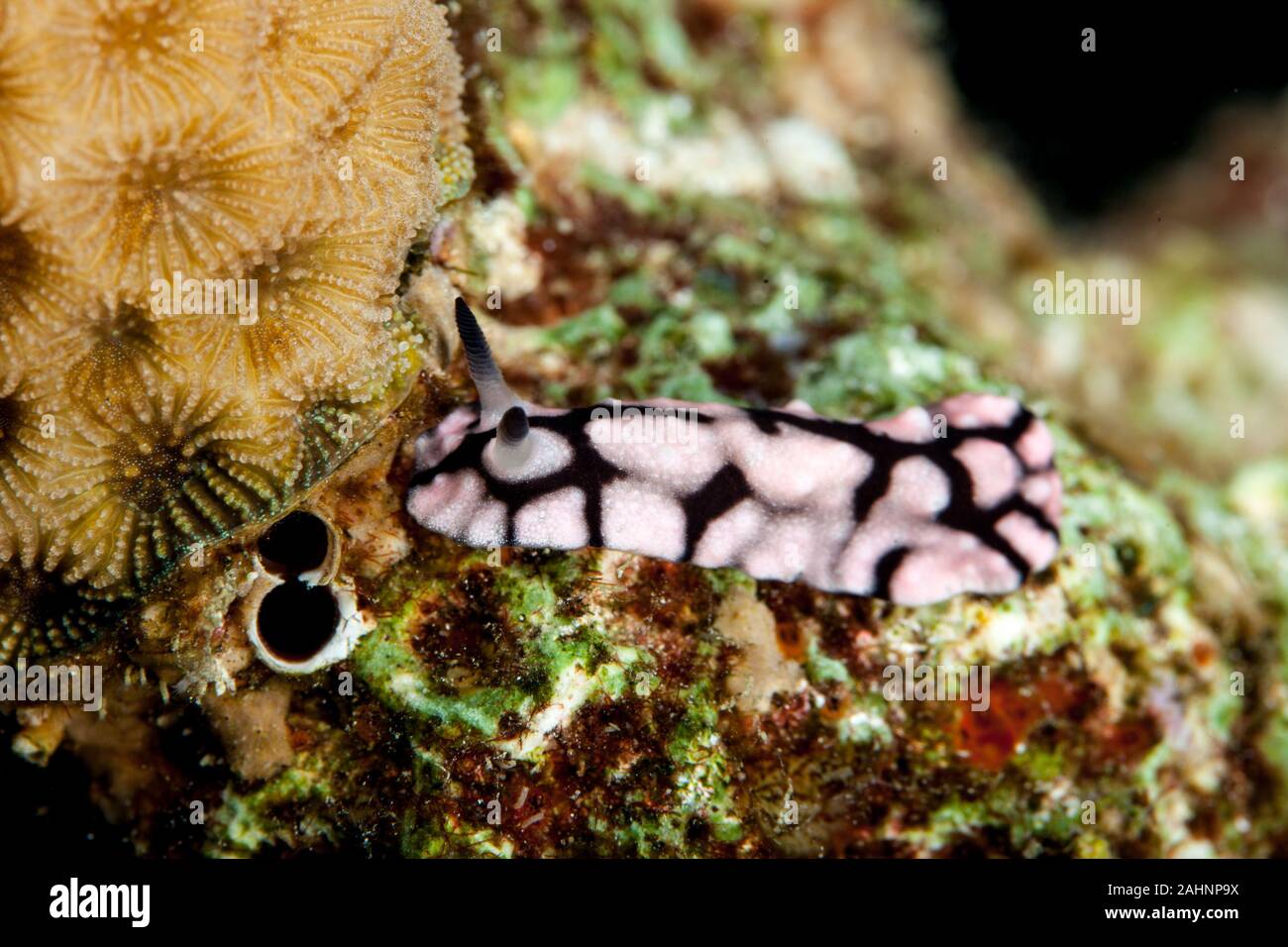 Phyllidiella, sea slugs, dorid nudibranch Stock Photo