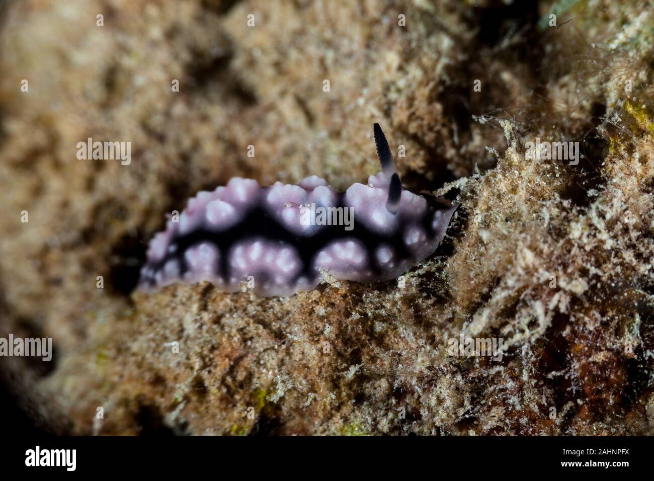 Phyllidiella, sea slugs, dorid nudibranch Stock Photo