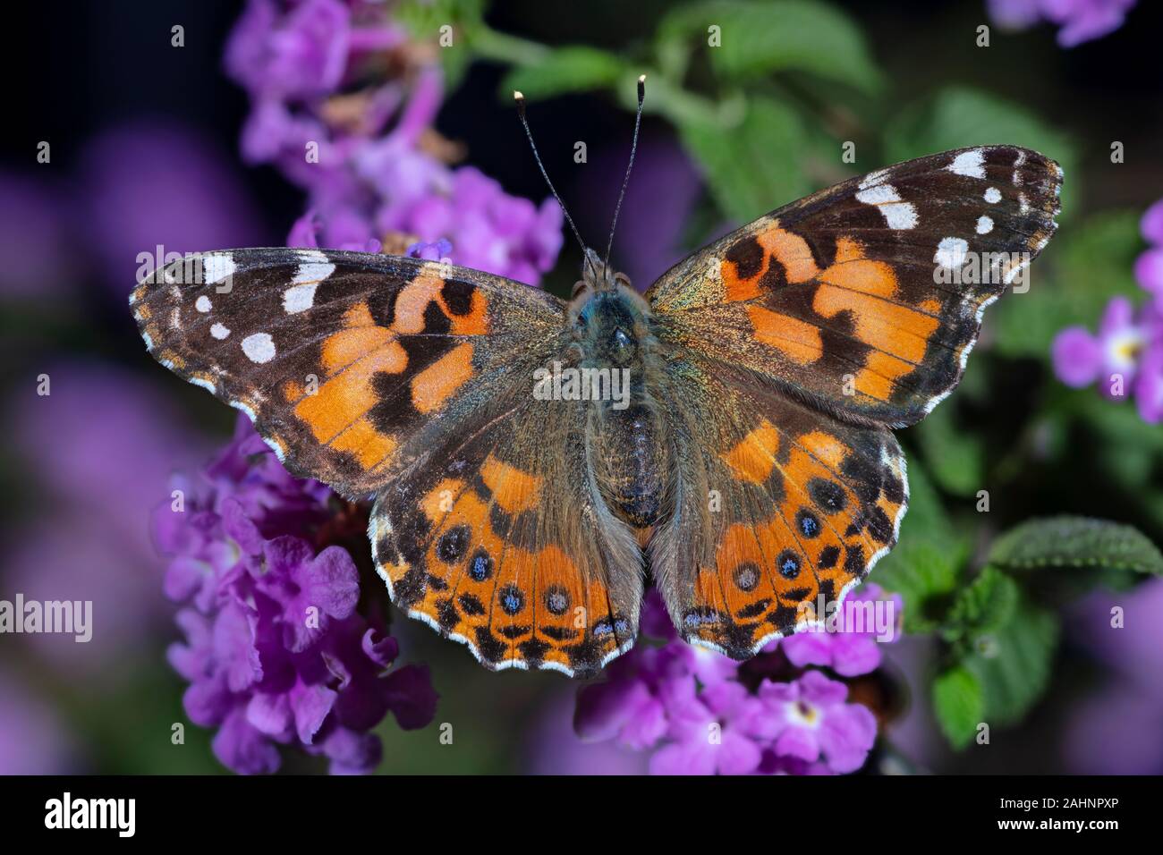 Painted Lady Butterfly, Vanessa cardui Stock Photo