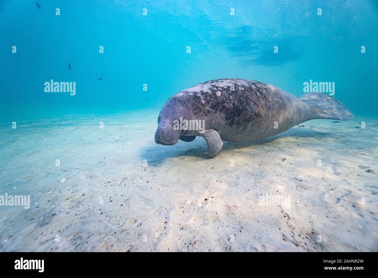Extreme wide angle shot of a wild West Indian Manatee (trichechus manatus) in the warm, shallow waters of a central Florida spring. Stock Photo