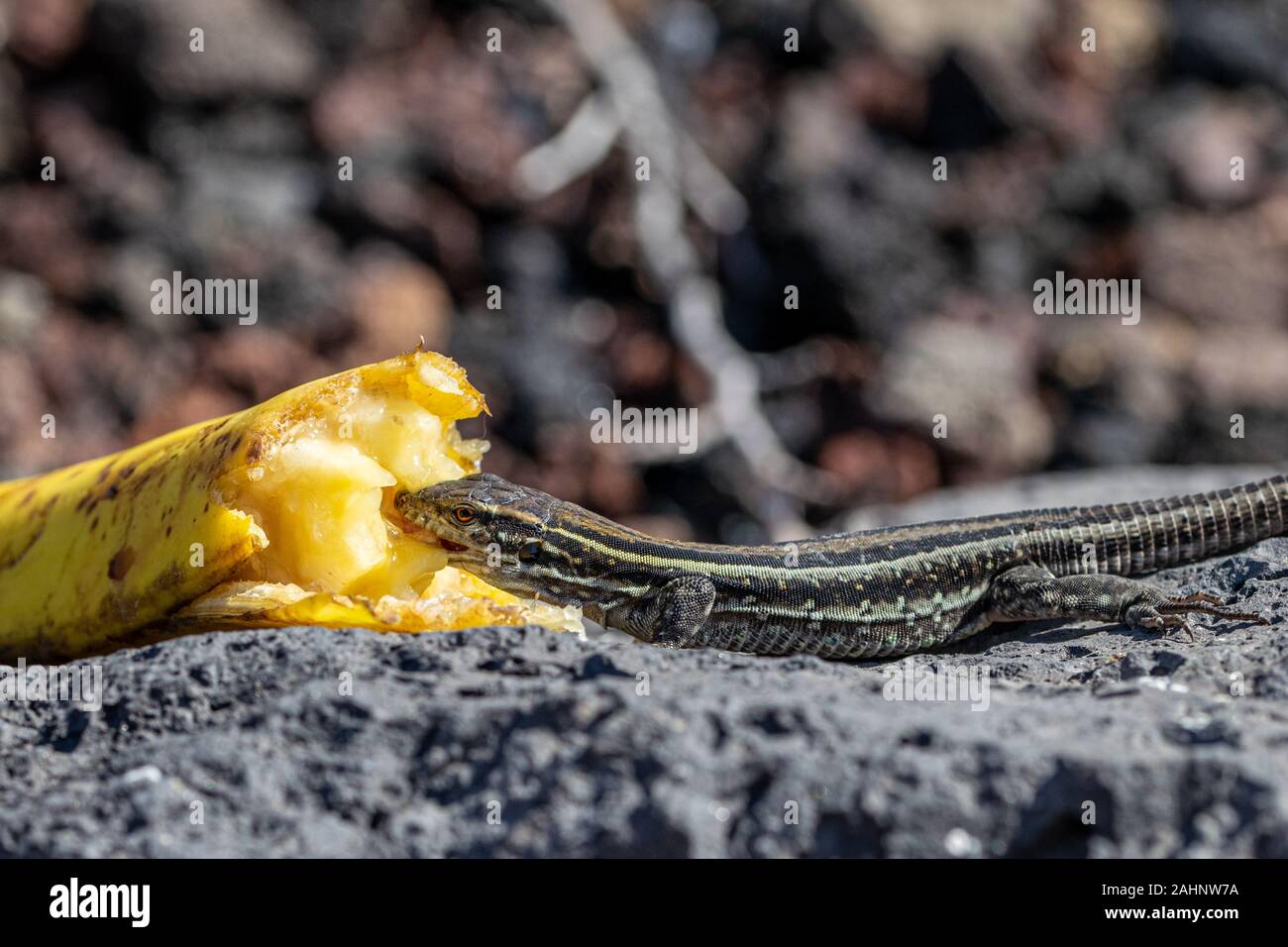 Female La Palma wall lizards (gallotia galloti palmae) eating discarded banana on volcanic rock