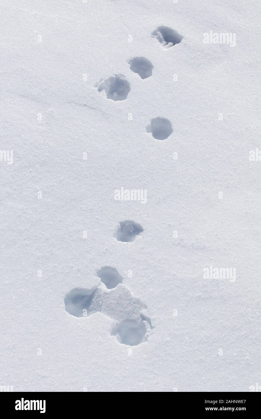 Close up footprints in the snow of mountain hare / Alpine hare / snow