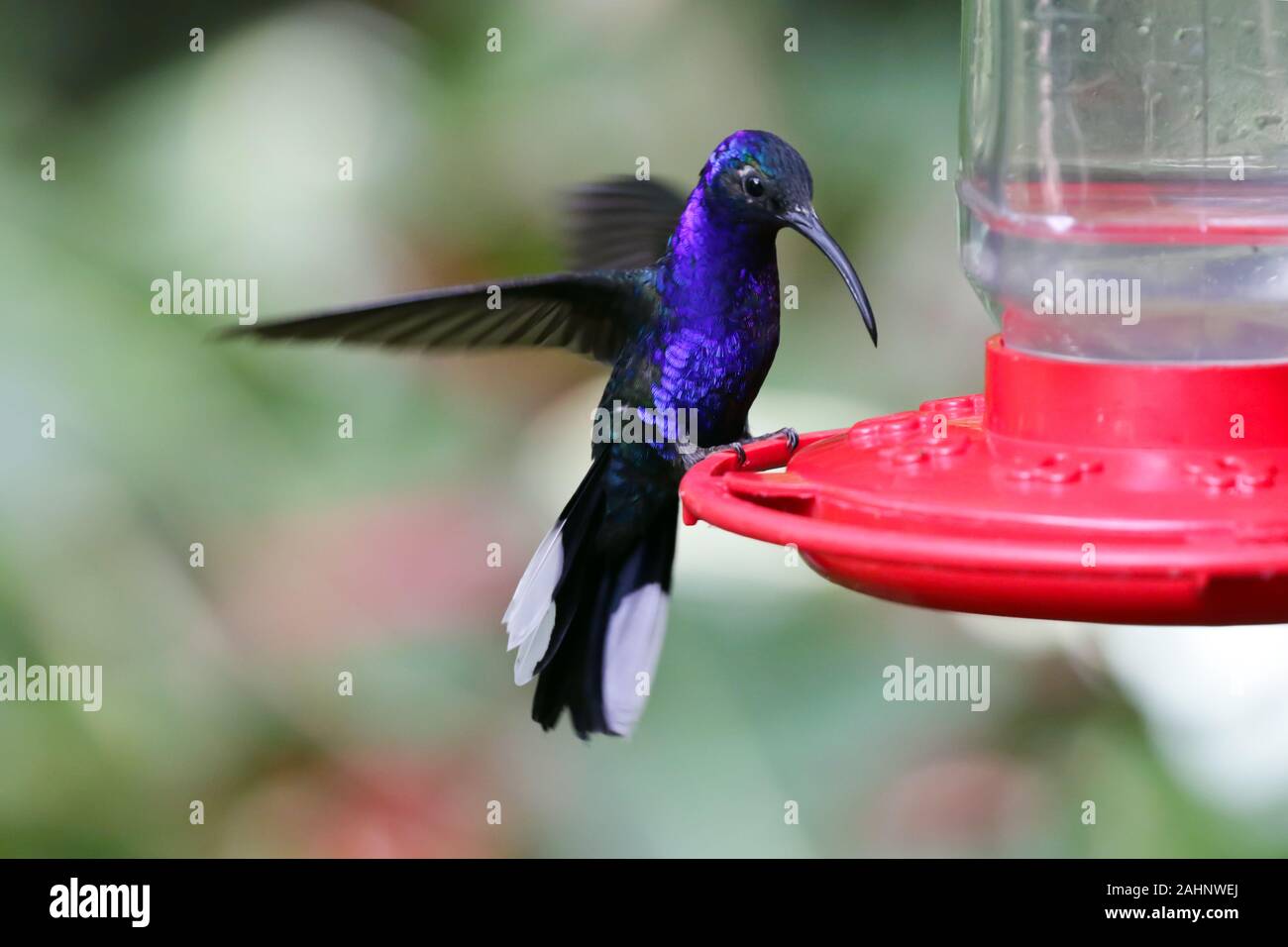 Violet Sabrewing Hummingbird.  Found in the cloud forests of Monteverde, Costa Rica. Stock Photo