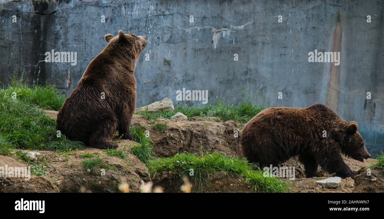 Brown bears in the national park forest Stock Photo