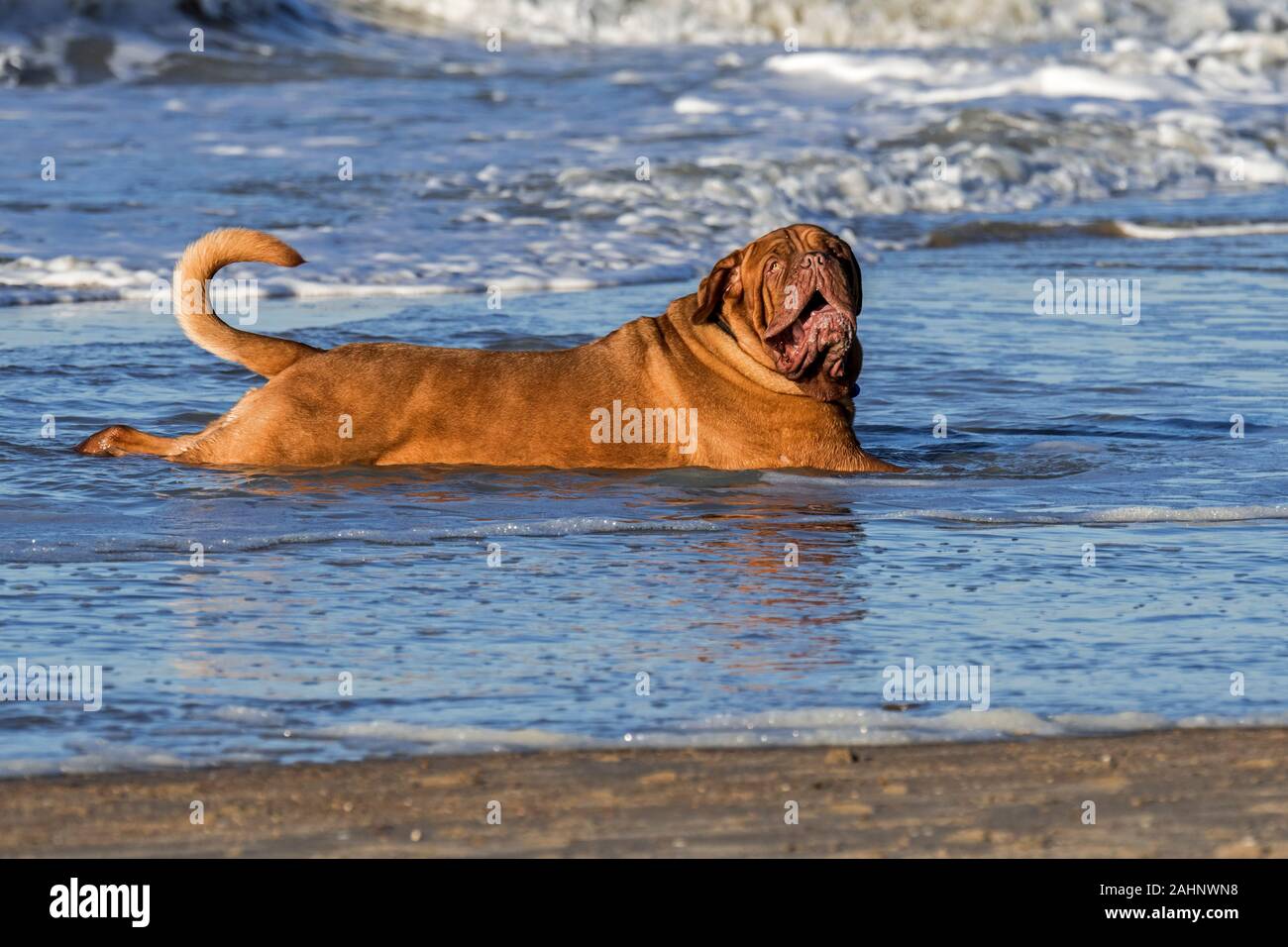 Unleashed Dogue de Bordeaux / French Mastiff / Bordeauxdog, dog cooling down stretched out in sea water at the beach Stock Photo