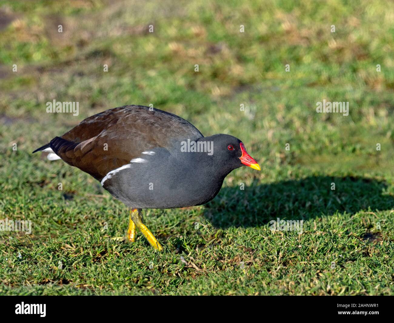Moorhen Gallinula chloropus portrait in winter at Cley nature reserve north Norfolk Stock Photo