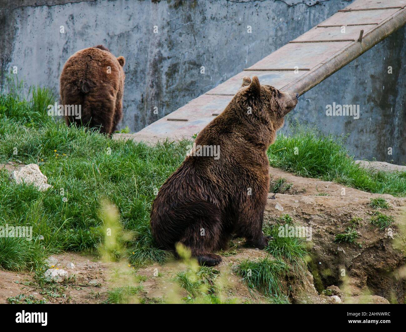 Brown bears in the national park forest Stock Photo