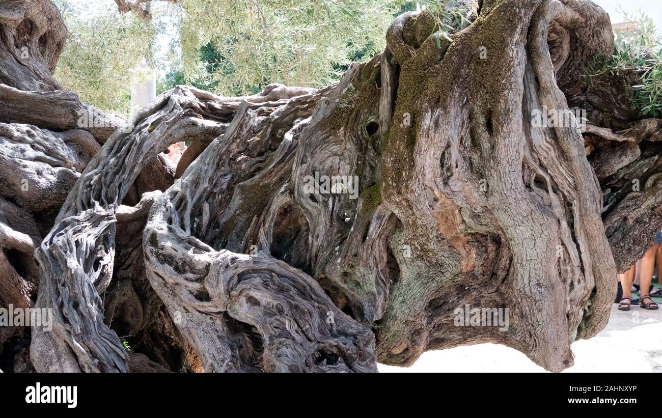 A two thousand year old olive tree in the mountain village Loucha Stock Photo