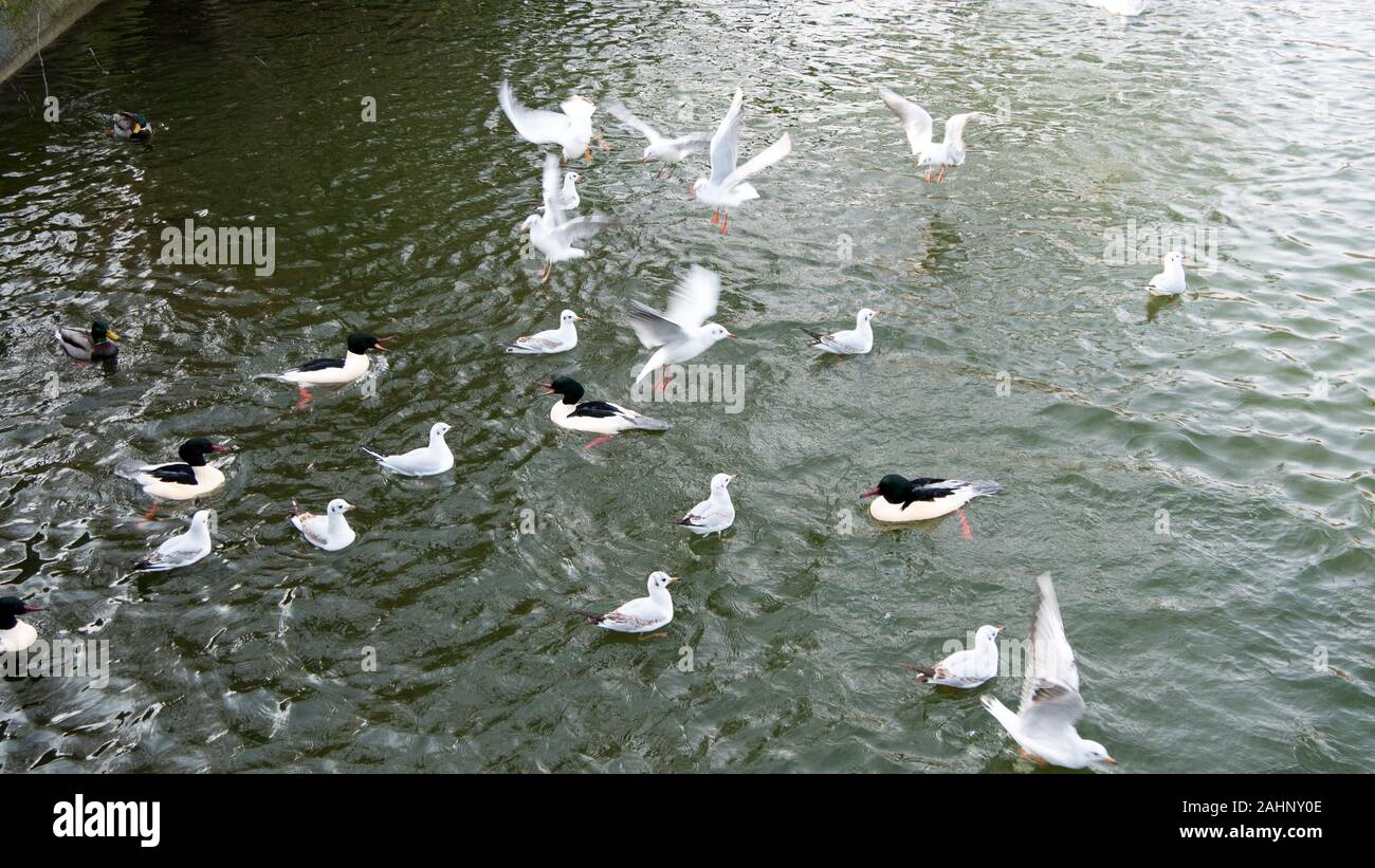 Water birds among themselves Stock Photo