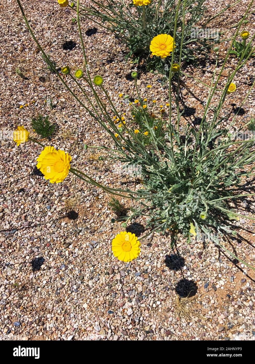 Arizona yellow flowering Angelita daisy in Tucson AZ Stock Photo - Alamy