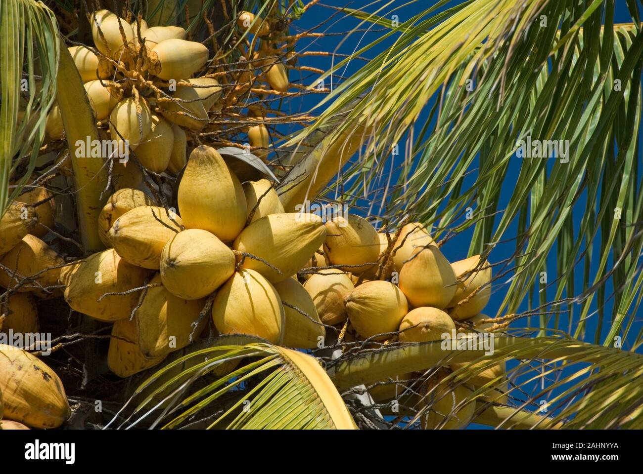 Kuba, Karibik, Kokospalme, Cocos nucifera, Kokosnuesse Stock Photo