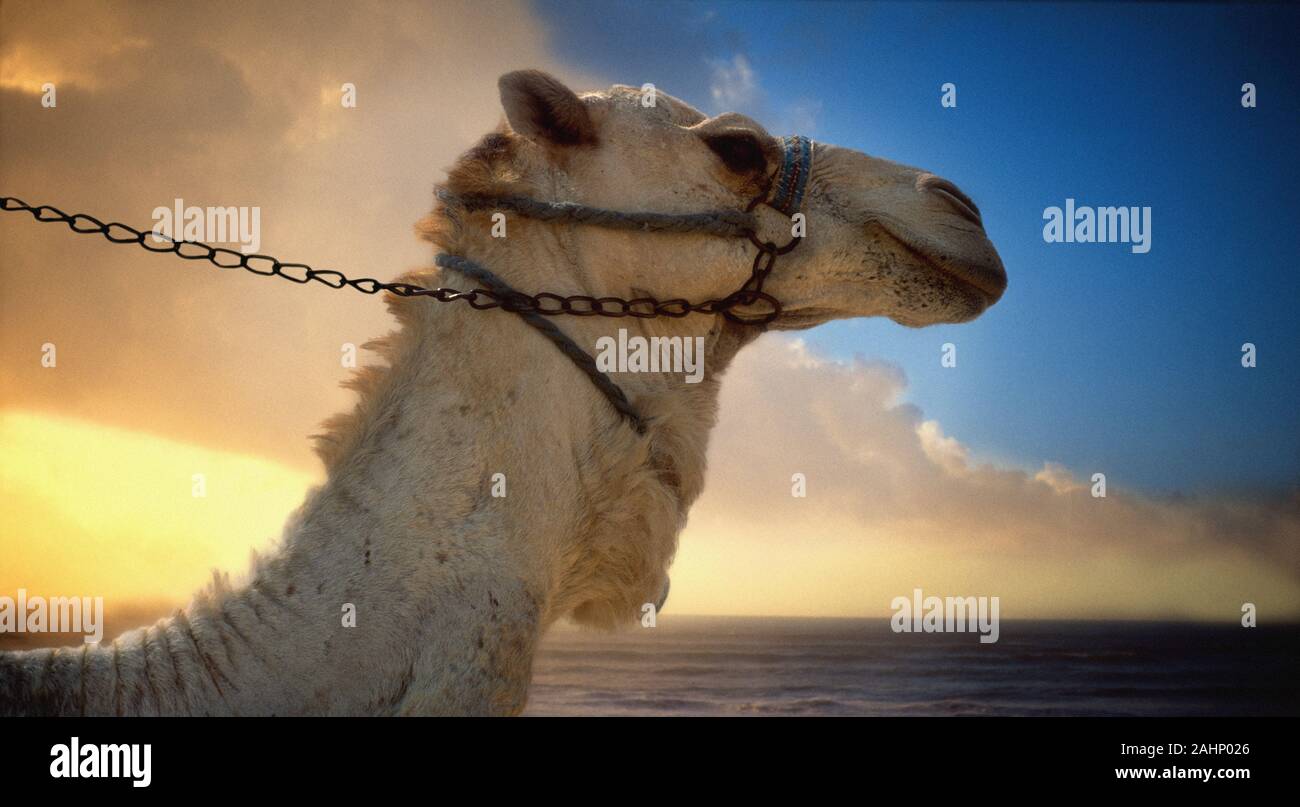 camel profile Stock Photo