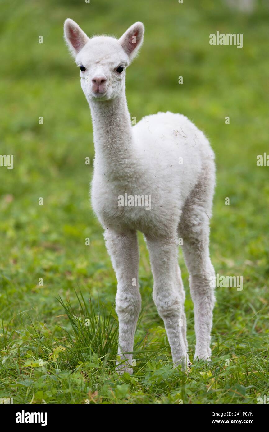 Young alpaca in a pasture, Hornindal, Sogn og Fjordane, Norway. Stock Photo