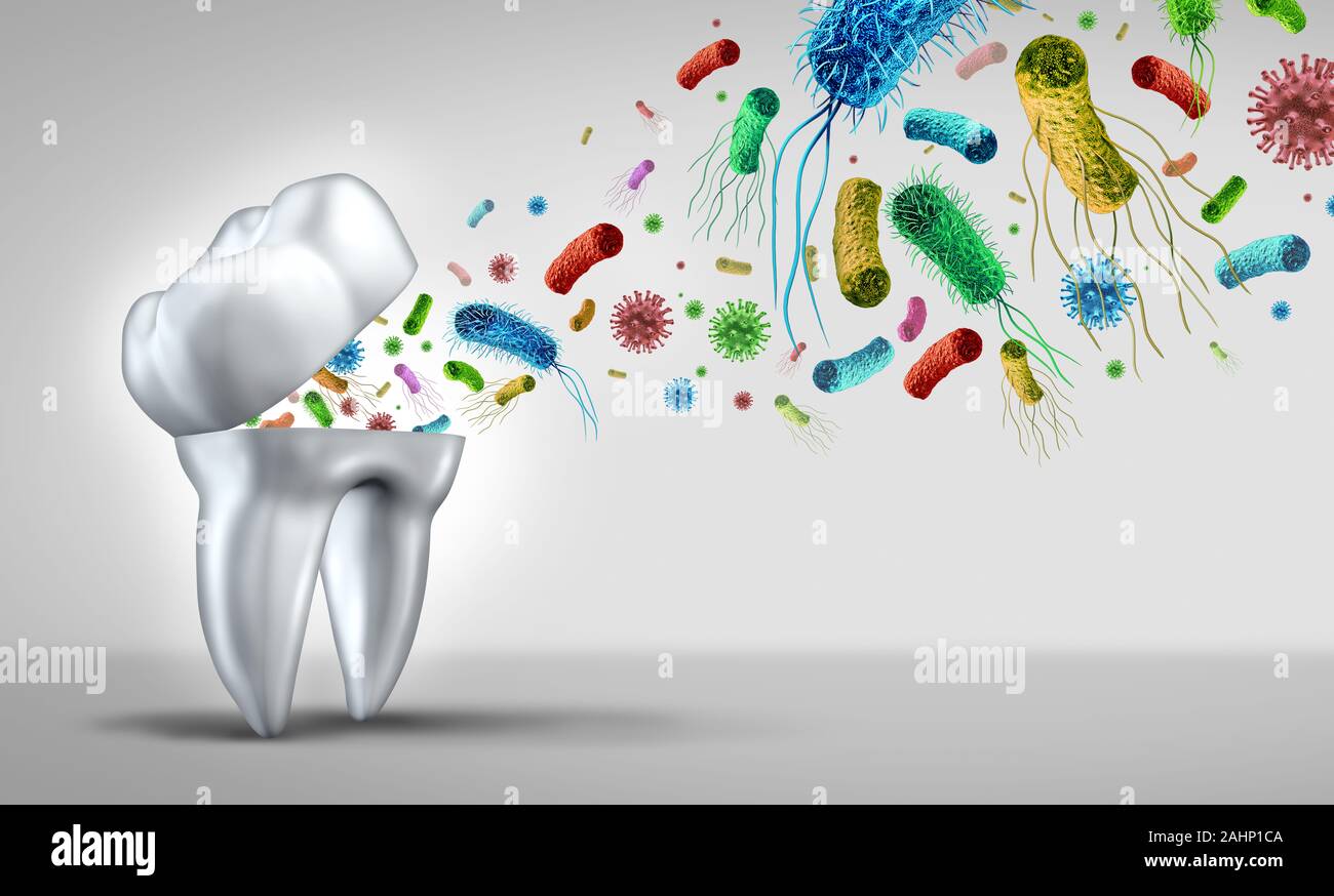 Tooth Germs Teeth Bacteria as a cavities and dental health care concept as an open molar tooth with disease and bacterial infection emerging. Stock Photo