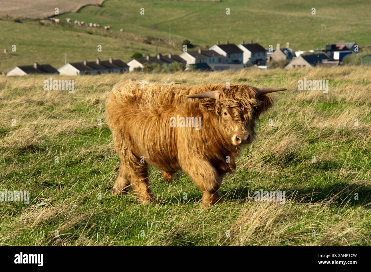 Galloway |Schottisches Hochlandrind, Sandend, Schottland, Grossbritannien, Europa / Galloway, Jungtier Stock Photo
