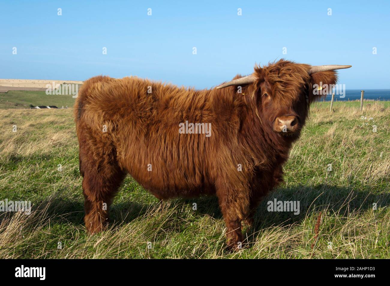 Galloway |Schottisches Hochlandrind, Schottland, Grossbritannien, Europa / Galloway Stock Photo