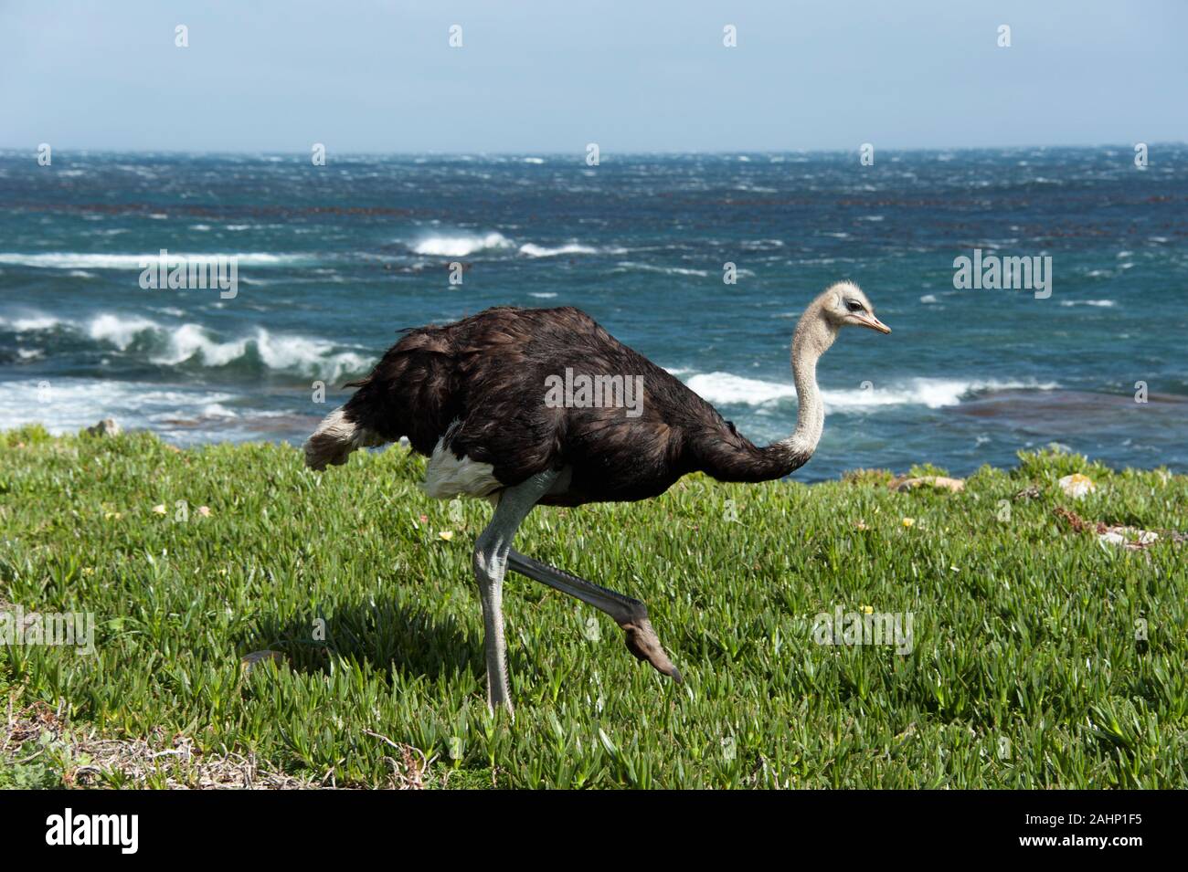 Strauss, Vogelstrauss, Oudtshoorn, Western Cape, Suedafrika Stock Photo