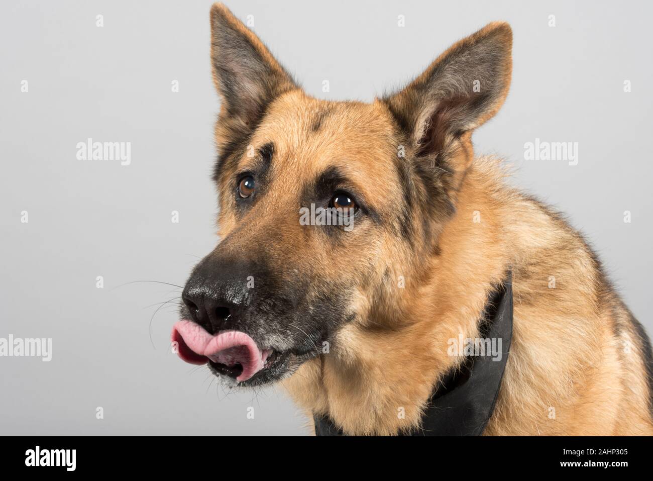 Why Does My Dog Keep Blowing Air Out His Nose at Victor Richmond blog