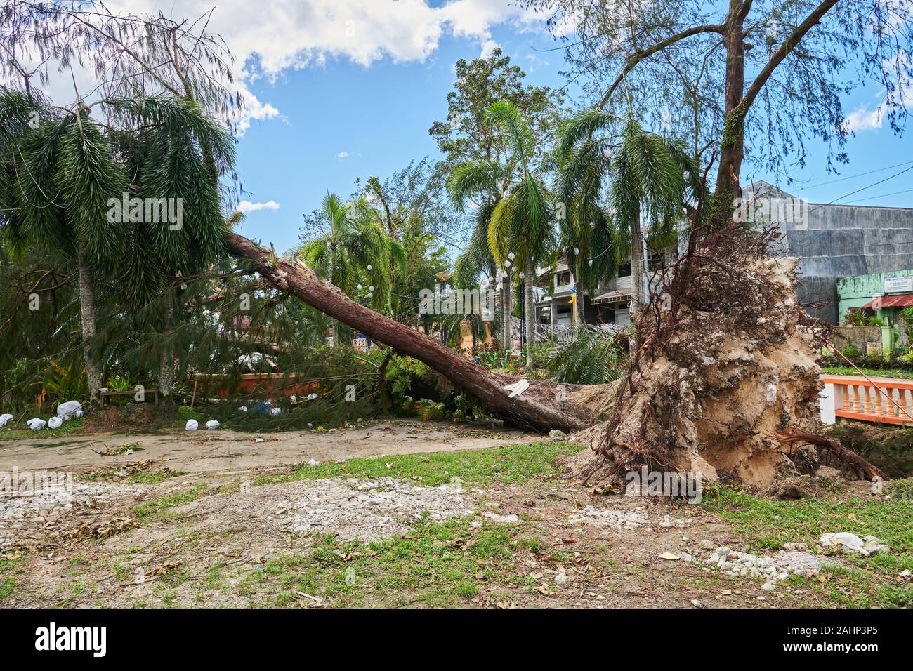 Buruanga Town, Aklan Province, Philippines - December 29, 2019: Typhoon Ursula hit the Philippines on Christmas day, uprooting many big trees Stock Photo