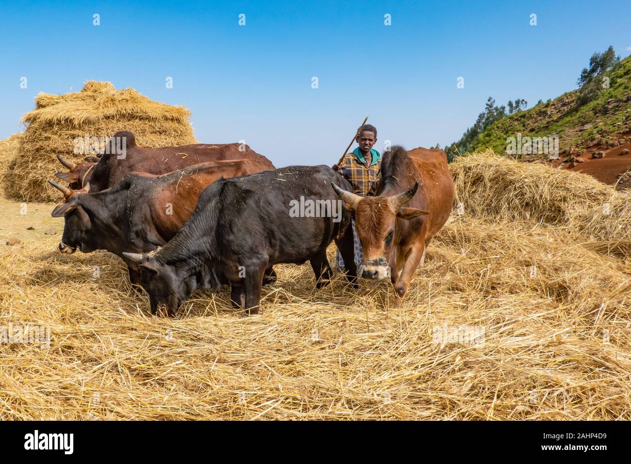 ETHIOPIA, DEBARK, Boy threshing wheat with the help of cattles near Debark northern Ethiopia Stock Photo