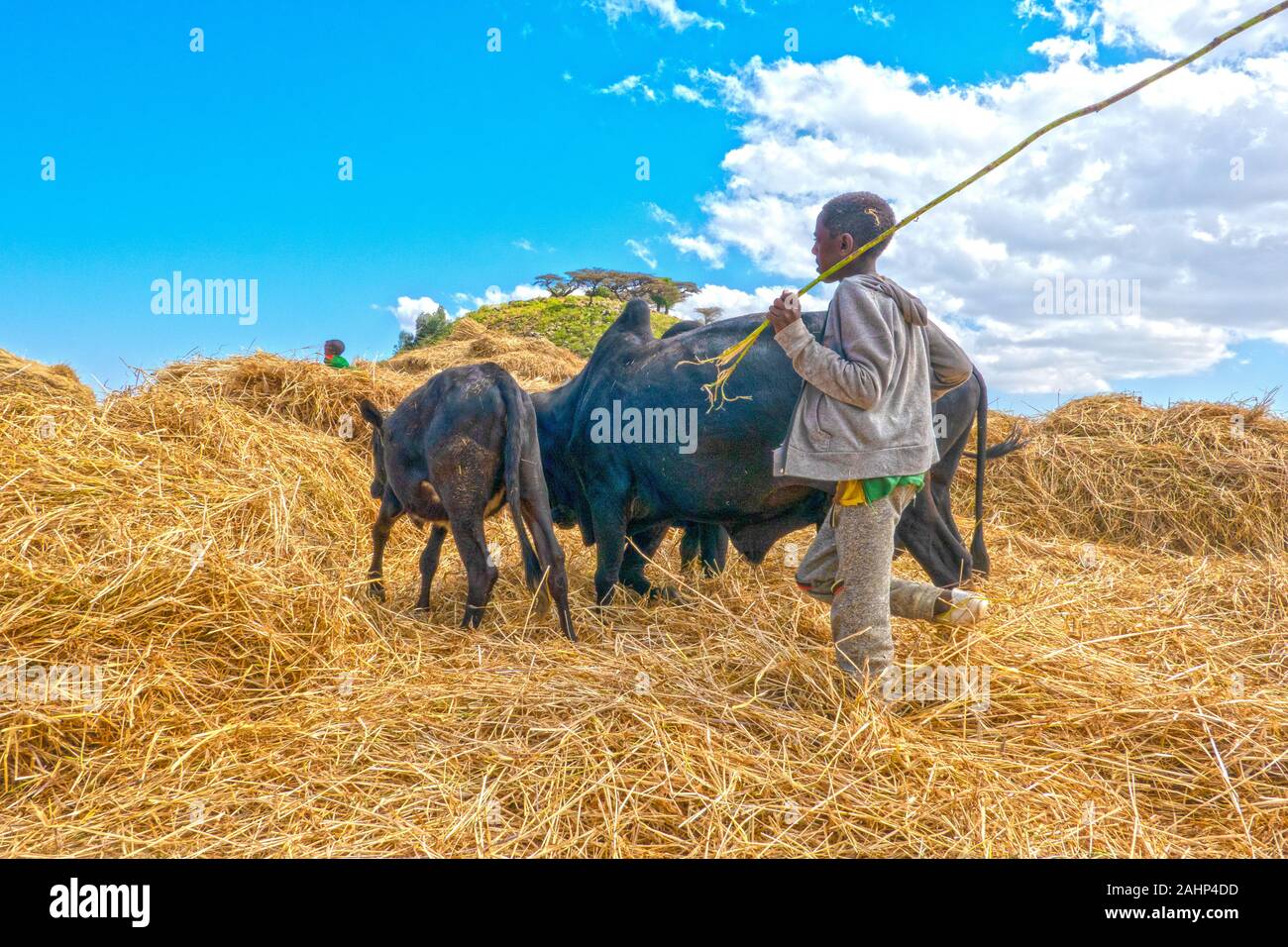 ETHIOPIA, DEBARK, Boy threshing wheat with the help of cattle near Debark northern Ethiopia Stock Photo