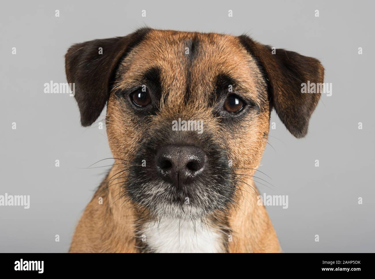 Border Terrier crossed with a Jack Russell Terrier, 1.5 ears old, male, UK  Stock Photo - Alamy
