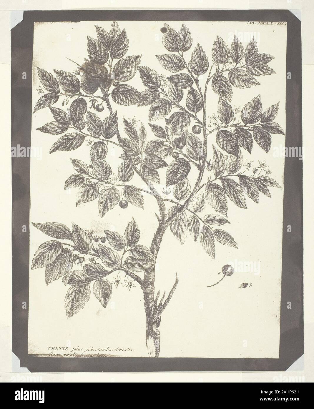 William Henry Fox Talbot. Copy of Botanical Engraving of Celtis. 1840–1845. England. Salted paper print Stock Photo