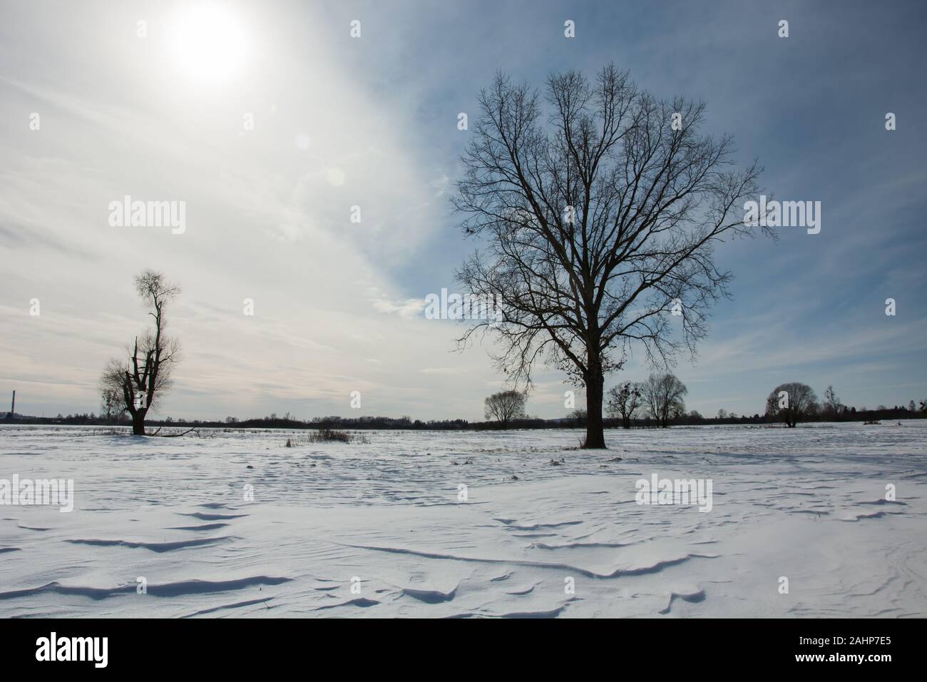 A large tree on a snowy meadow in winter Stock Photo