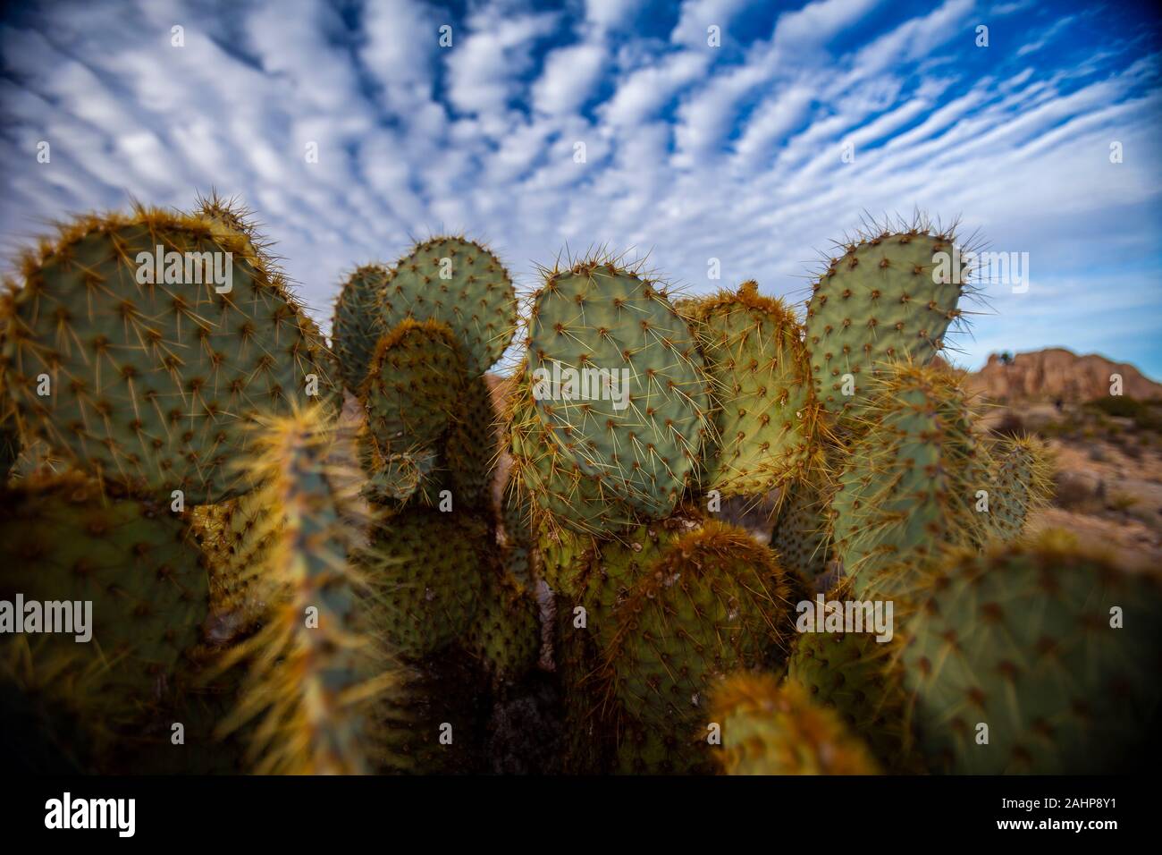Dollar Joint Prickly Pear Stock Photo - Alamy
