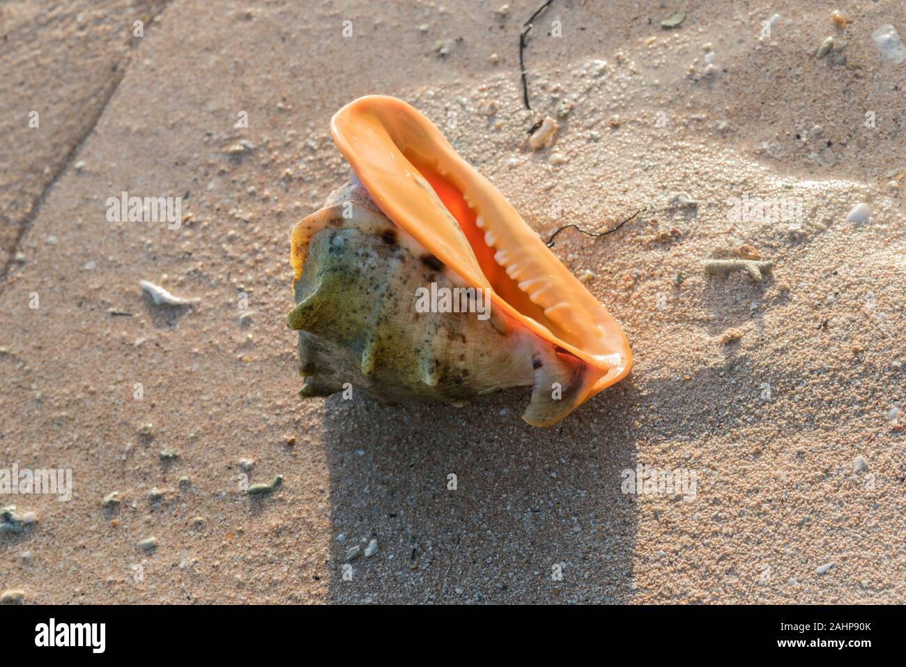Horned Helmet shell (Cassia cornuta) Stock Photo