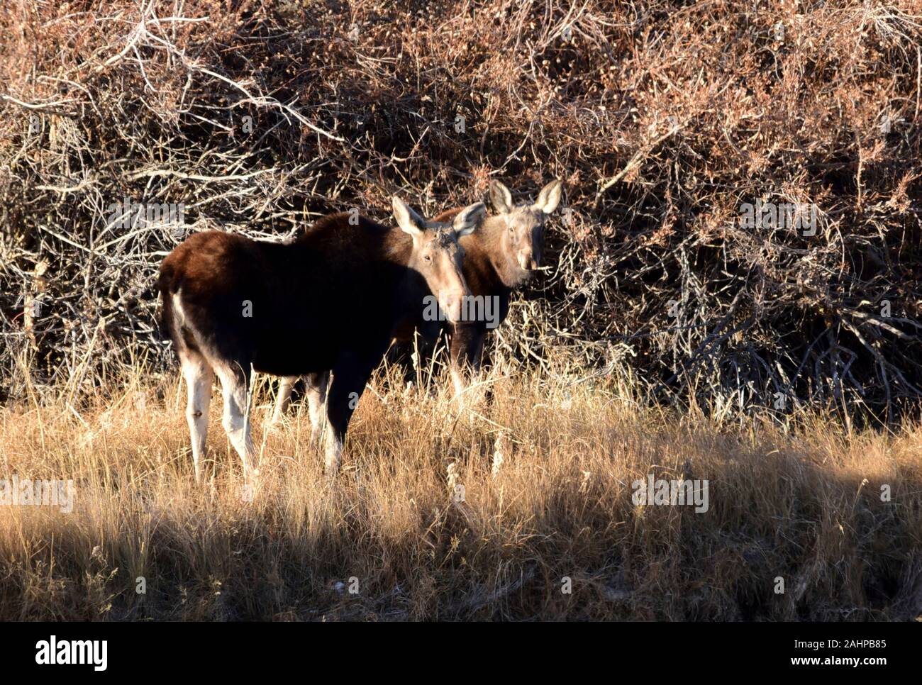 Two female moose during the rut mating season in autumn at Seedskadee