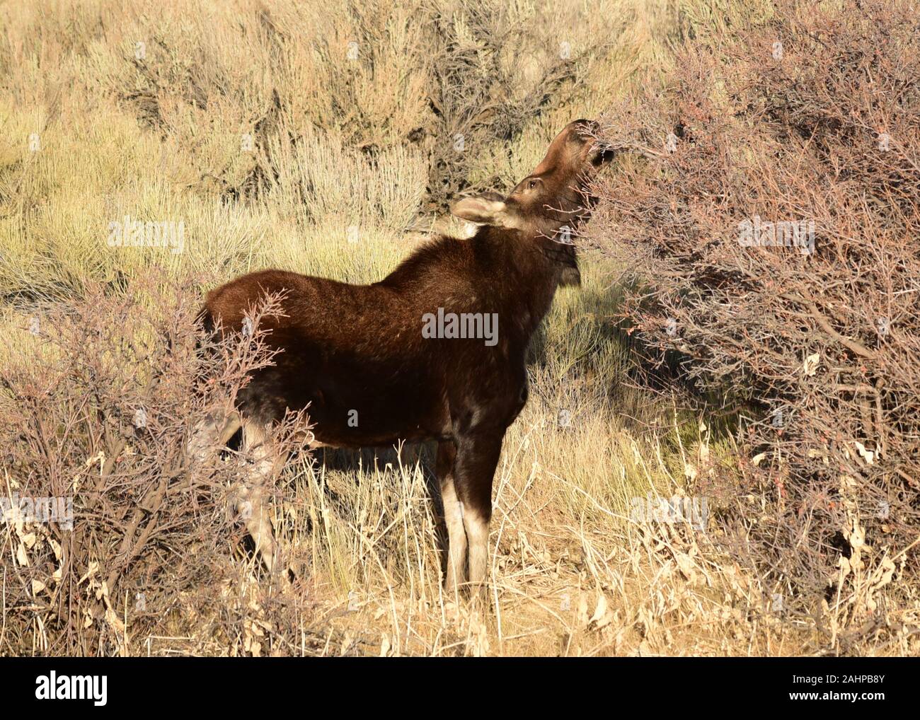 A young bull moose during the rut mating season in autumn at Seedskadee