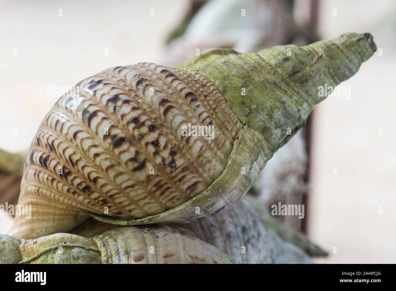 Triton trumpet shell hi-res stock photography and images - Alamy