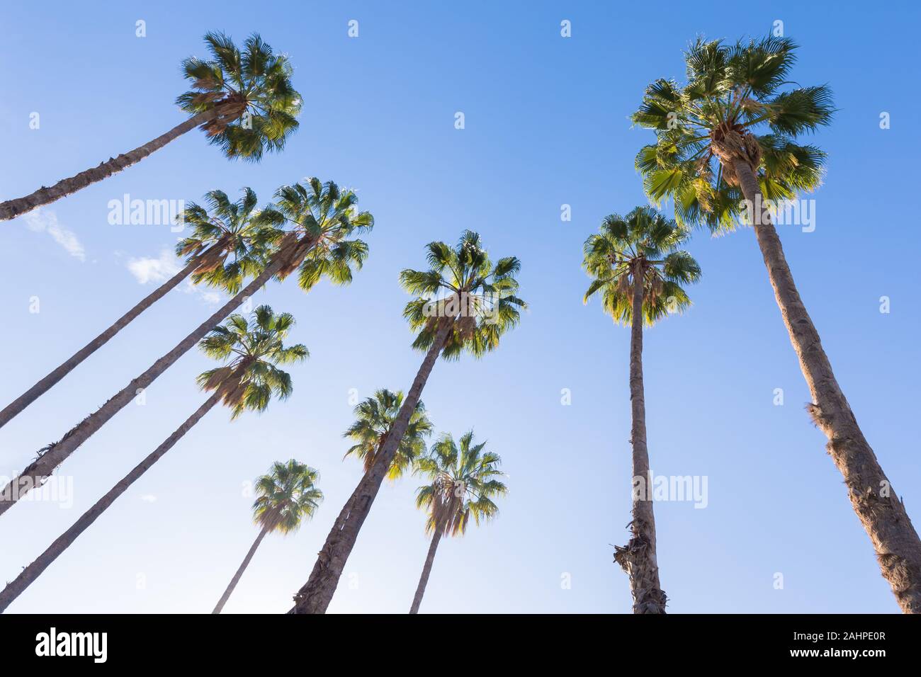 Silhouette coconut palm trees on beach at sunset. Vintage tone. Landscape  with palms during summer season, California state, USA Beautiful background  Stock Photo - Alamy