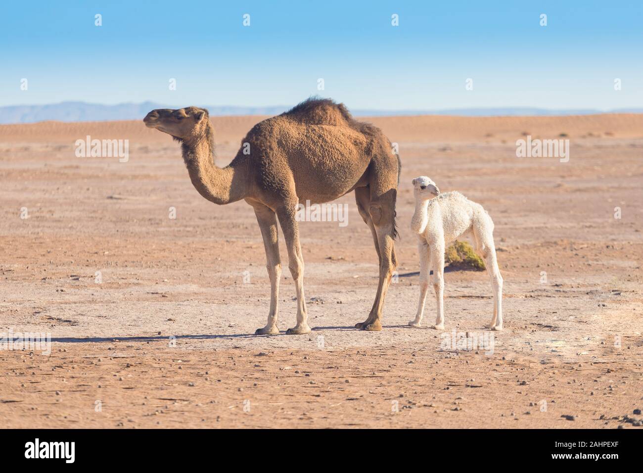 Camel and baby 2025