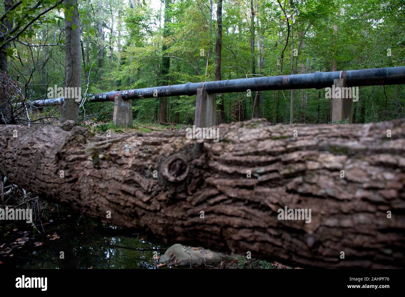 Fallen Tree and Graffiti Pipe Leading Lines, Sewage Pollution Stock Photo