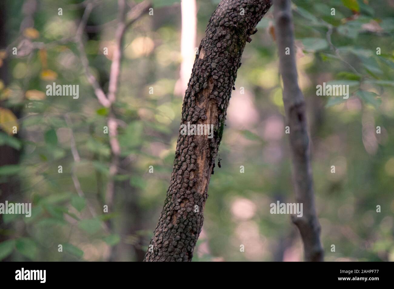 Single Tree Branch in the Midst of a Forest Stock Photo