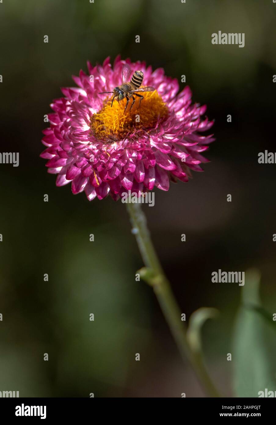 Australian native bee on flower Stock Photo