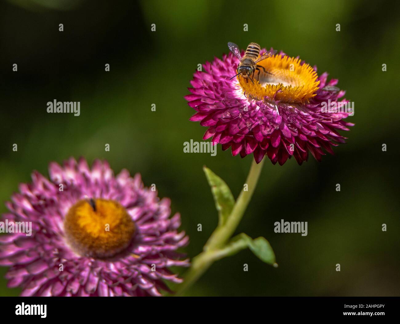 Australian native bee on flower Stock Photo