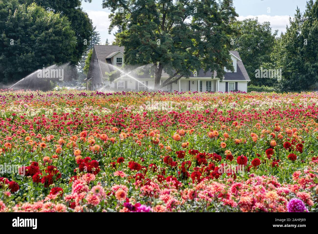 Dahlia from Swan Island Dahlias Farm during Dahlia Festival. Located in