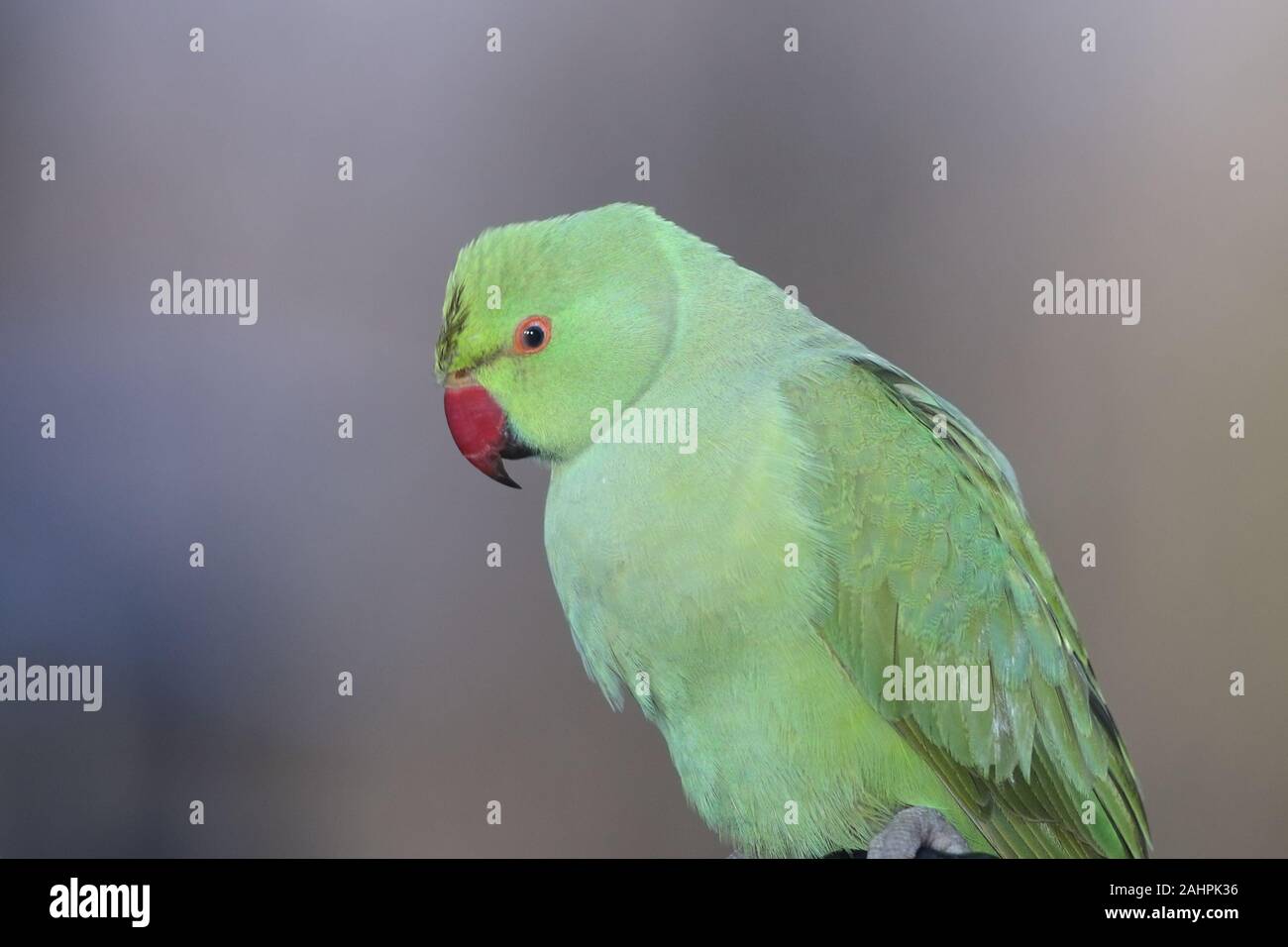 The rose-ringed parakeet, also known as the ring-necked parakeet, is a medium-sized parrot in the genus Psittacula, of the family Psittacidae. Stock Photo