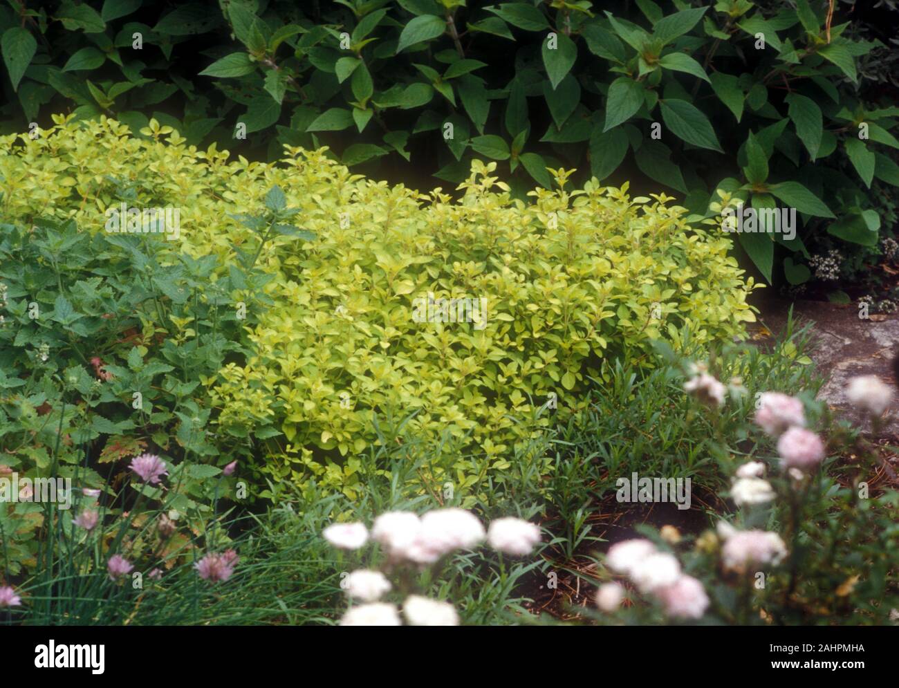 Groundcover plants hires stock photography and images Alamy